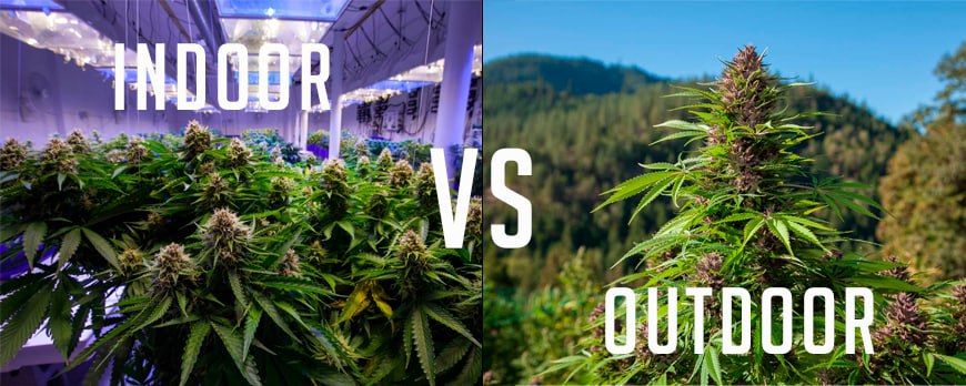 The decision to grow marijuana plants indoors or outdoors is important. Both come with their own set of challenges and advantages.
